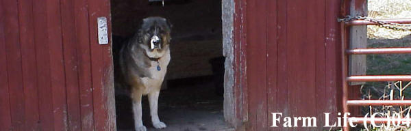 Princess ali on guardl Princess ali on guardl