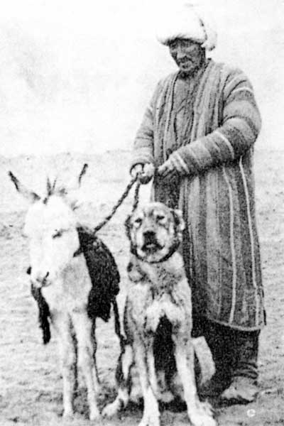 1950 CAS dog look s like kim huh 1950 CAS dog look s like kim huh