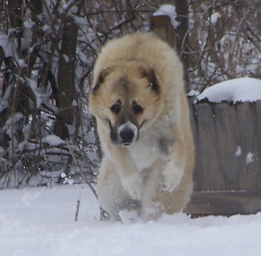 FoxFire bam Bam our breeding Ali X Coz