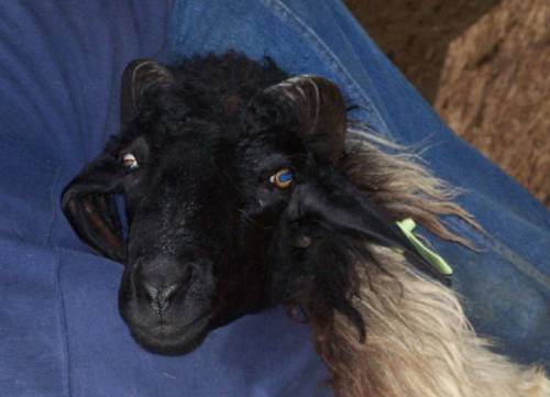 Ivan Karakul Stud