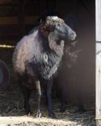 Cleos mom Blaze Cleos mom Blaze